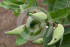 Milkweed Pods, Asclepias, Southern Ontario