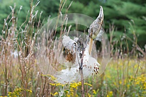 Milkweed Pods burst to release their seeds.