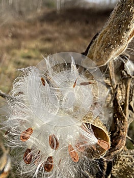 Milkweed pods in fall showing srrfd