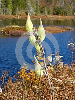 Milkweed pods in front of Adirondack pond
