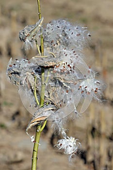 Milkweed pods opening