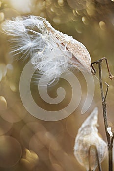 Milkweed pods opening with seeds  blowing in the wind