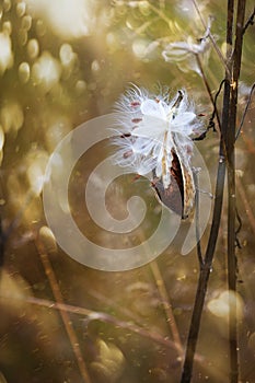 Milkweed pods opening with seeds about to blow in the wind