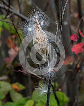 Milkweed in Pondicherry Wildlife Refuge, White Mountain National Forest, New Hampshire