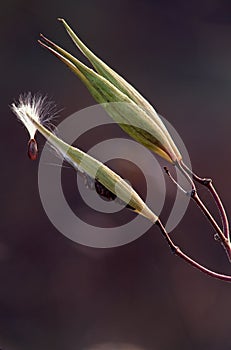 Milkweed releasing seed