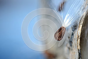 Milkweed seed against a blue sky