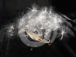 Milkweed Seed Explosion, Asclepias family photo