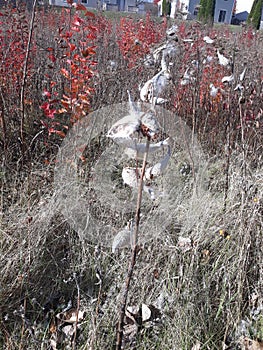 Milkweed seed fall monarch dispersal