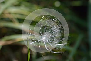 Milkweed seed hanging on to a blade of grass, image of resilience, tenacity, `hanging on by a thread`