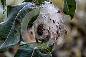 Milkweed seed pod