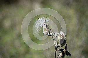 Milkweed seed pod isolated against bokeh
