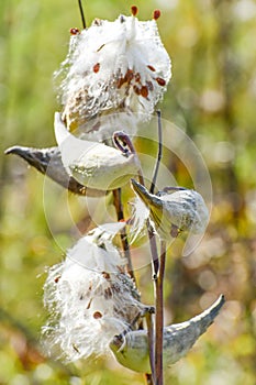 Milkweed Seed Pods in the Fall