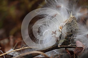 Milkweed Seed