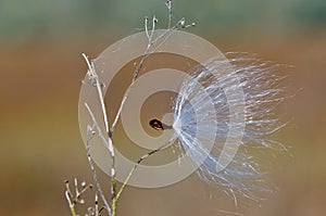 Milkweed Seed Snagged by a Twig