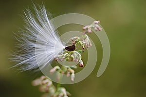 Milkweed Seed Snagged by a Twig