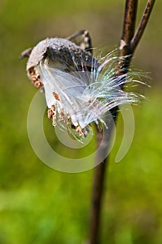 Milkweed Seedpod