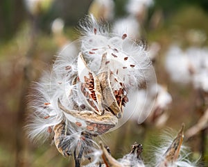 Milkweed seedpod bursting in the wind