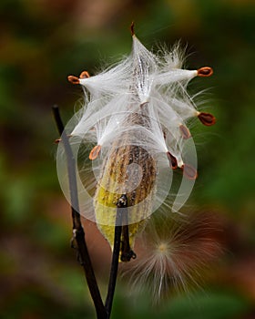 Milkweed seedpod exploding