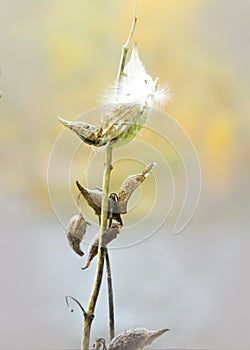 Milkweed Seedpods Ripen; Late Summer