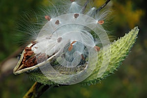 Milkweed with Seeds