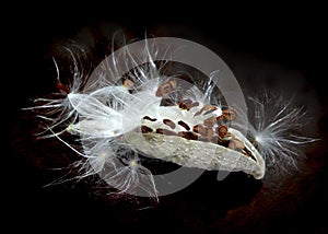 Milkweed Seeds