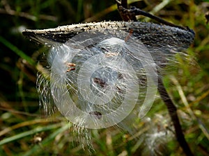 Milkweed or silkweed detail in the fall with open follicle and fluffy white seeds photo