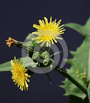 Milkweed photo