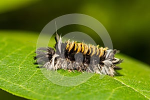 Milkweed Tussock Moth Caterpillar