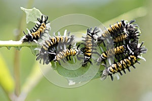 Milkweed Tussock Moth Caterpillars