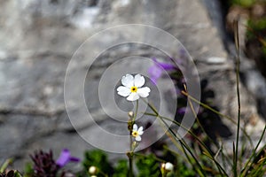 Milkwhite rock jasmine, Androsace lactea