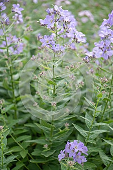 Milky bellflower Campanula lactiflora Loddon Anna, lilac flowering plant