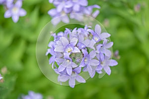 Milky bellflower Campanula lactiflora Prichard`s Variety, flowerhead photo