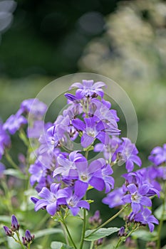 Milky bellflower Campanula lactiflora, purple flower head