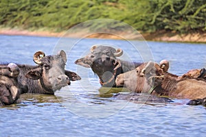 milky Buffalo group,Indian buffalo or domestic Asian water buffalo in ground at water lake,The water buffalo