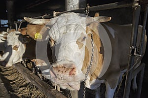 Milky cow on the paddock, show the tongue