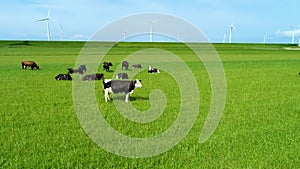 Milky cows grazing on the green grass. Wind turbines in background.