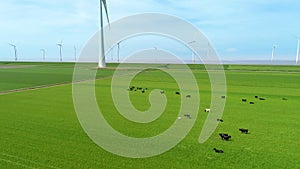 Milky cows grazing on the green grass. Wind turbines in background.
