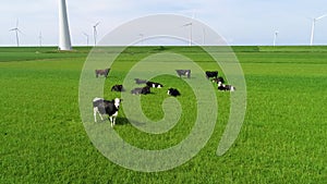 Milky cows grazing on the green grass. Wind turbines in background.