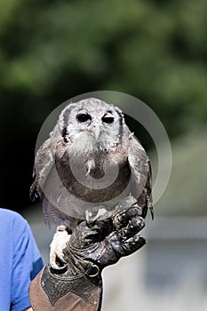 Milky eagle owl Bubo lacteus bird of prey standing on falconer