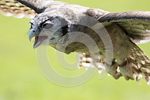 Milky eagle owl Bubo lacteus in flight. Bird of prey flying wi