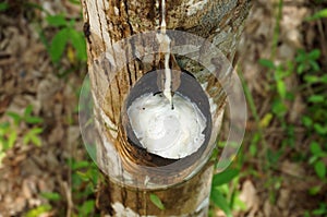 Milky latex extracted from rubber tree