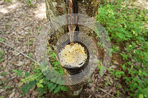 Milky latex extracted from rubber tree