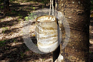 Milky latex extracted from rubber tree