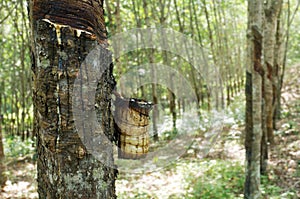 Milky latex extracted from rubber tree