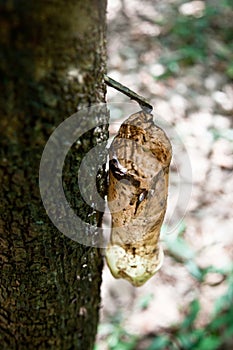 Lácteos extraído goma un árbol 