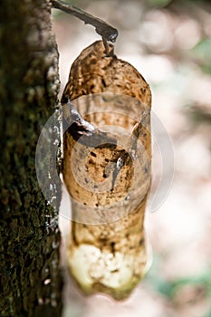 Lácteos extraído goma un árbol 