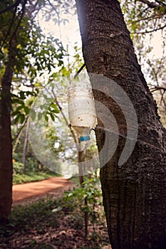 Lácteos extraído goma un árbol 