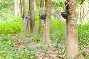 Milky latex extracted from rubber tree (Hevea Brasiliensis)