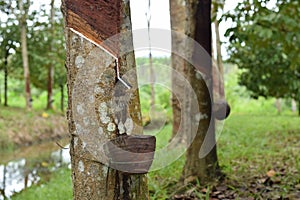 Milky Latex extracted from rubber tree , Source of natural rubber tree in thailand location