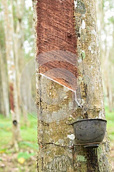 Milky Latex extracted from rubber tree , Source of natural rubber tree in thailand location